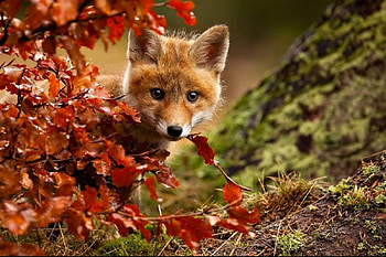 Curious Kit, kit, leaves, Fall, Autumn, fox HD wallpaper