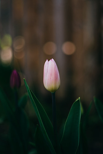 Flowers, Pink, Flower, Bloom, Flowering, Tulip HD phone wallpaper