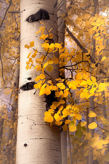 Fall aspen trees, Golden beauty, Colorado's palette, Nature's artwork HD phone wallpaper