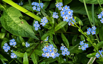 Forget-me-nots, blue, flowers, macro, Latvia HD wallpaper