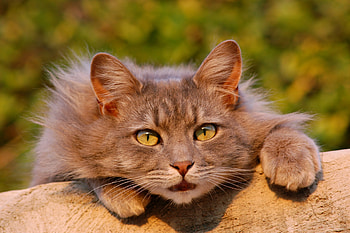 Animals, Cat, Fluffy, Sight, Opinion, Surprise, Astonishment HD wallpaper
