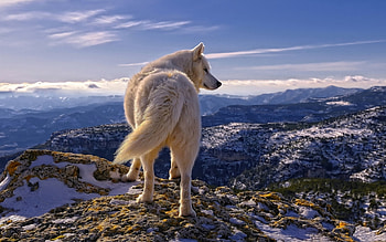 Animals, Wolfs HD wallpaper