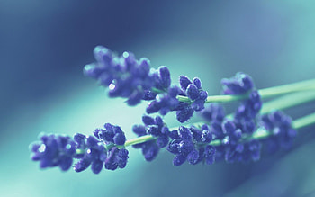 Nature, Flowers, Macro HD wallpaper