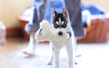 Animals, Dog, Muzzle, Toy, Puppy HD wallpaper