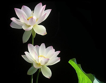 Water Lilies, pink, white, pretty, petals, green, leaf HD wallpaper