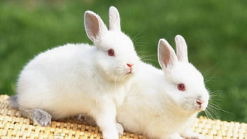 White Rabbit HD wallpaper
