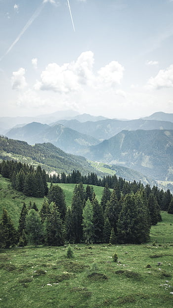 Peaceful alpine forest view with mountains and clear sky in Austria. HD phone wallpaper