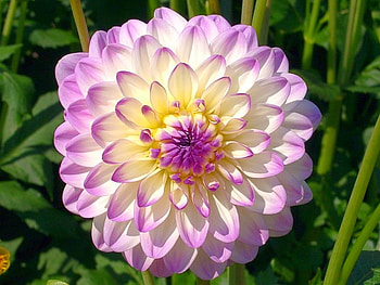 Beautiful Flower, cool, beautiful, , flower HD wallpaper