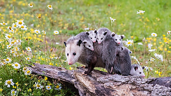Mother and babies, Opossum HD wallpaper