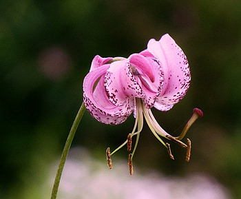 Pink Beauty, garden, pink, flowers, beauty HD wallpaper