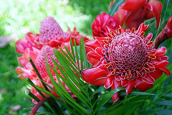 Jungle_Queen, pink, beautiful, flowers, jungle-queen HD wallpaper