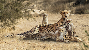 Cheetah and young cheetah, Artistic portrayal, Endearing scene, Emotional connection HD wallpaper
