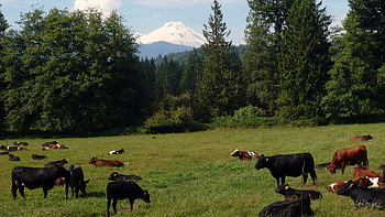 Mount Baker and Cattle, washington, farm, mountain, summer, cows, field, trees, sky HD wallpaper