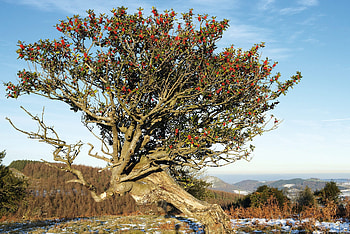 Northern Stiperstones, Holly Tree HD wallpaper
