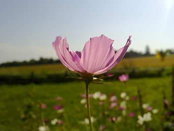 Plants, Flowers HD wallpaper