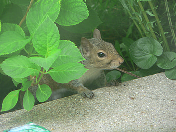 Visiting, animal, nature, wildlife, squirrel HD wallpaper