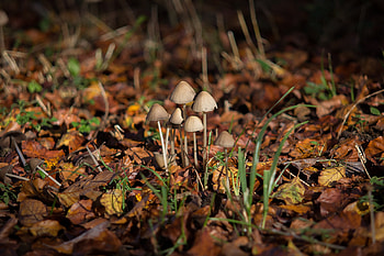 nature, mushroom HD wallpaper