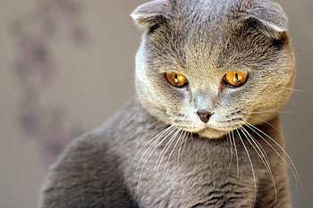 Cat, kitten, kitty, cats, cute, sleepy, sleeping, beauty, animals, hat, sweet, beautiful, paws, cat face, pretty, face, lovely HD wallpaper