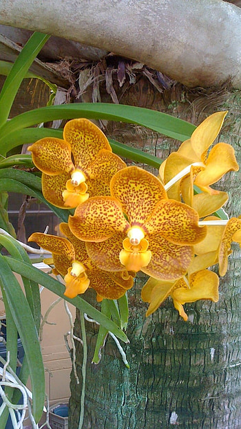 Vanda Orchid, Vanda Orchid Flowers HD phone wallpaper