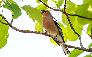 Singing Common Chaffinch, Chaffinch, bird, song, tree HD wallpaper