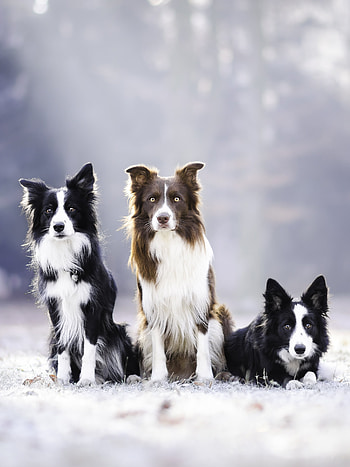Animal, Border Collie, Loyal companions, Energetic dogs HD phone wallpaper