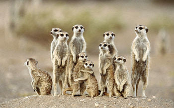 Meerkat, animal, jungle, forest HD wallpaper