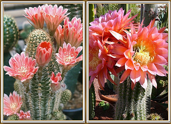 LOVELY CACTI, NATURE, FLOWERS, LOVELY HD wallpaper