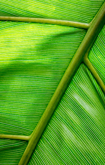 Macro, Sheet, Leaf, Stripes, Streaks HD phone wallpaper