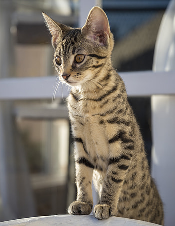Animals, Cat, Pet, Sight, Opinion, Paws HD phone wallpaper