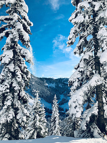 Landscape, Winter, Nature, Trees, Snow, Fir-Trees, Snow Covered, Snowbound HD phone wallpaper