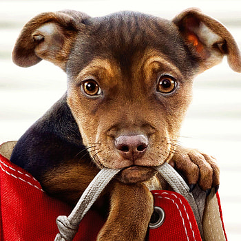 Poster, A Dog's Way Home HD phone wallpaper