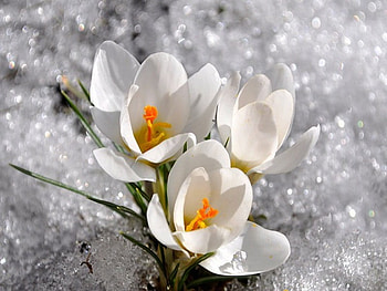 ice beauties, white, crocus, spring, snow HD wallpaper