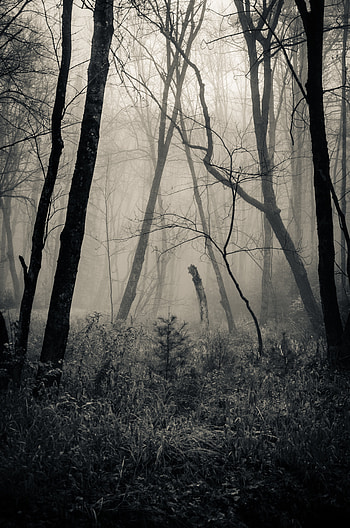 Nature, Grass, Forest, Bw, Chb HD phone wallpaper