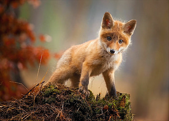 Cub, Foxes HD wallpaper