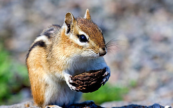 Chipmunk, , Animal delight, Nature's inhabitant HD wallpaper