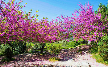 Spring Blossoms Near Obidos, Portugal, blooming, trees, pink, cherry HD wallpaper