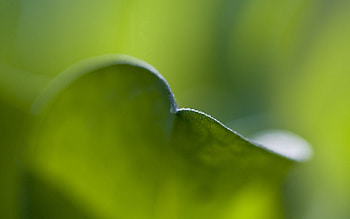 Plant, Macro, Blur, Smooth, Sheet, Leaf HD wallpaper