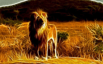 Animals, Lions HD wallpaper