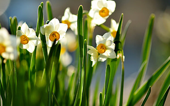 White and orange daffodils, Floral , Nature's grace, Elegant beauty HD wallpaper