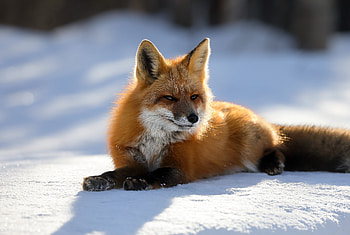 Predator red fox animal HD wallpaper