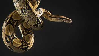 Boa Constrictor, How Hamburg turned an old warehouse district, Artists quarter, WHYY HD wallpaper