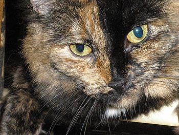 one good looking cat, cats, cat HD wallpaper