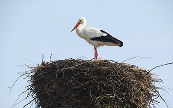 Stork, Latvia, bird, nest HD wallpaper