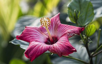 Flowers hibiscus , Nature's beauty, Floral delight, background HD wallpaper