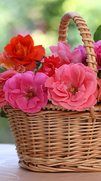 Beautiful Flowers Roses, Flower, Rose Basket HD phone wallpaper