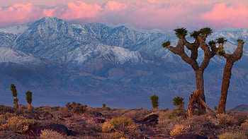 death valley california, desert, mountains, pink sky, cactus HD wallpaper