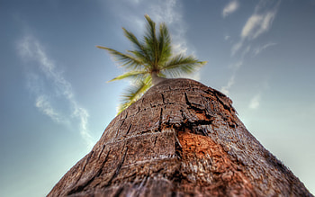 Nature, Sky, Macro, Palm, Bark, Trunk HD wallpaper