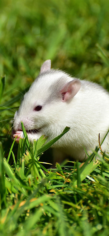 Sweet Rat , Adorable Background, Cute Rat , Delightful Rat Faces HD phone wallpaper