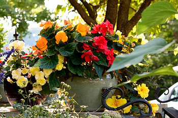 Bountiful Flower Pot, summer flowers, amazing flowers, pot, flower pot, sunny flowers HD wallpaper