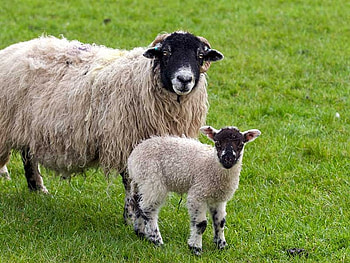 Sheep lamb cute, mother, grass, love, lamb HD wallpaper